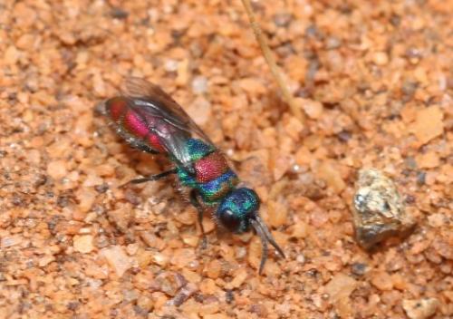 Réf. 352 306 : Chrysis (succincta)